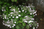 境内に咲くガクアジサイ
